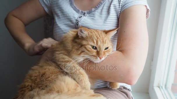 Mulher acariciando gato gengibre bonito deitado em seus braços. Purrs de estimação muito fofos fecha olhos do prazer. Casa aconchegante . — Vídeo de Stock