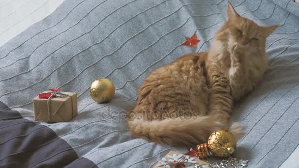 Χαριτωμένο γάτα Τζίντζερ γλείψιμο στο κρεβάτι με το νέο έτος παρουσιάζει σε χαρτί κραφτ. Άνετο σπίτι φόντο διακοπών Χριστουγέννων. — Αρχείο Βίντεο