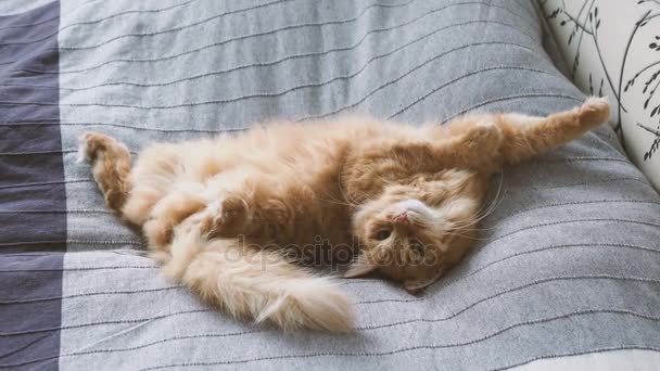 Gato de gengibre bonito deitado barriga na cama em cobertor cinza, animal de estimação fofo vai dormir. Aconchegante casa fundo . — Vídeo de Stock