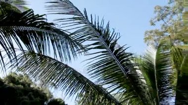 Herdem yeşil tropikal bitki ve palmiye ağaçları ile doğal arka plan. Alt ağaçlar yeşillik bir bakış. Phuket, Tayland.