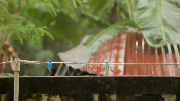 Corda com espinhas de roupa sob forte chuva. Phuket Island, Tailândia . — Vídeo de Stock