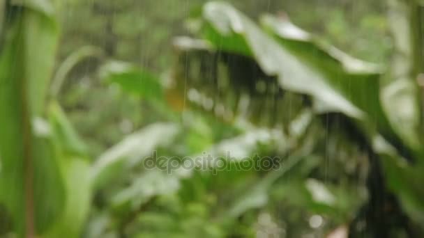 Tropiskt regn. Våt grön palm tree lämnar. Phuket island, Thailand. — Stockvideo