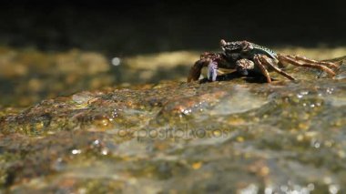 Deniz kenarında bir kayanın üzerinde tarama ve yiyecek için yengeç. Yengeç yemek pençeleri kullanarak onun ağzına gönderme. Phuket Island, Tayland.