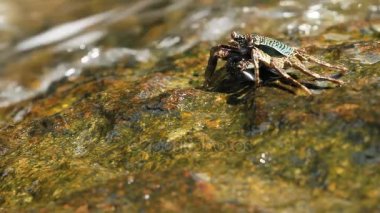 Deniz kenarında bir kayanın üzerinde tarama ve yiyecek için yengeç. Yengeç yemek pençeleri kullanarak onun ağzına gönderme. Phuket Island, Tayland.