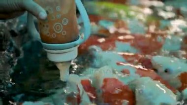 Çocuk balıklar Koi sazan Cyprinus carpio biberon özel sıvı balık yemi ile gelen besleme. Dusit Hayvanat Bahçesi, Bangkok, Tayland.