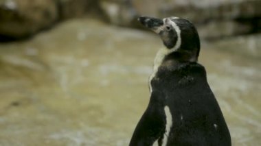 Humboldt pengueni Perulu penguen Spheniscus humboldti