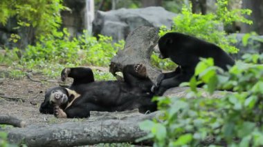 Asya siyah çifti Ursus thibetanus, Selenarctos thibetanus, ay ayı ya da palmiye ağaçları arasında beyaz göğüslü ayı olarak da bilinen ayı. Bangkok, Tayland.