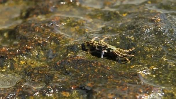 Krab kruipen op een rots in de buurt van de zee en op zoek naar voedsel. de krab verzenden van voedsel in de mond met behulp van claws. Phuket island, Thailand. — Stockvideo