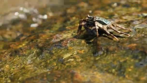 海の近くの岩の上でクロールと食品を探してをカニします。カニ爪を使用して、口の中に食べ物を送るします。タイ プーケット島. — ストック動画