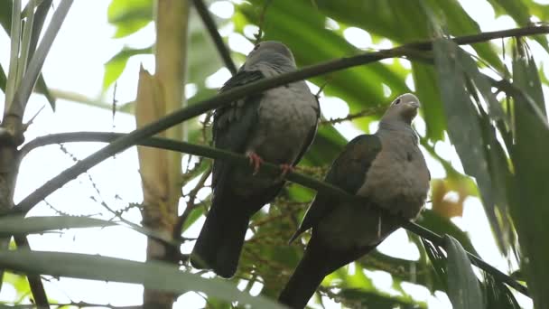 Twee duiven zitten op palm tree blad. Bangkok, Thailand. — Stockvideo