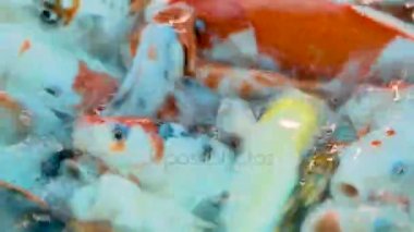 Cyprinus carpio aç sazan Koi tam akvaryum/süs balıkları. Dusit Hayvanat Bahçesi, Bangkok, Tayland.