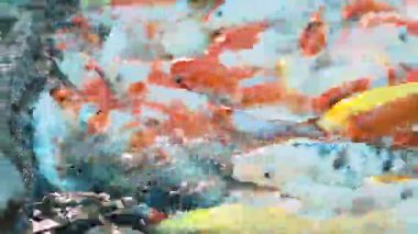 Cyprinus carpio aç sazan Koi tam akvaryum/süs balıkları. Dusit Hayvanat Bahçesi, Bangkok, Tayland.