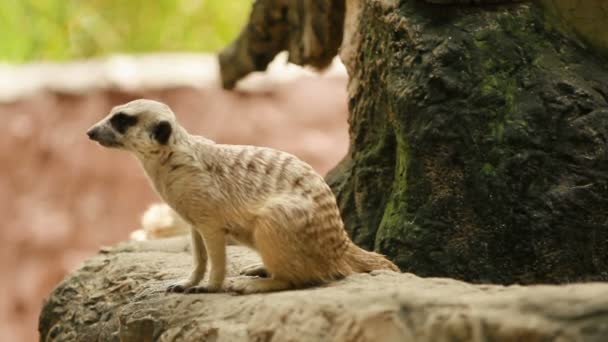 Meerkat ou suricate, Suricata suricatta assis dans un enclos et reniflant. Bangkok, Thaïlande .
