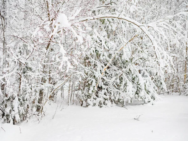 Fundo natural de inverno com abetos verdes sob a neve. Paisagem rural . — Fotografia de Stock