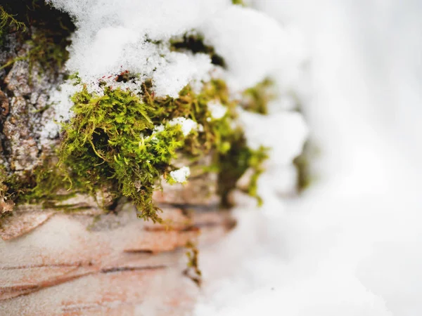 Inverno fundo natural com musgo verde sob a neve . — Fotografia de Stock