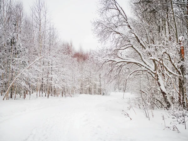 Tél természetes háttér fák alatt a hó. Vidéki táj. — Stock Fotó