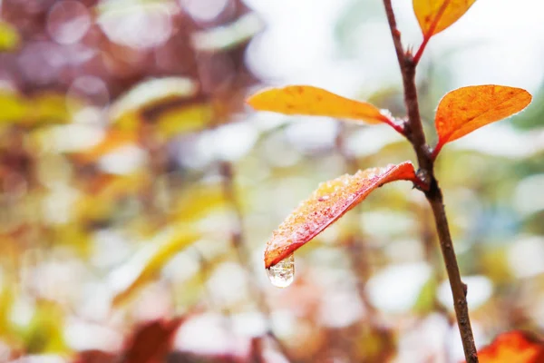秋天自然背景与五颜六色的叶子在一层薄薄的雪之下. — 图库照片