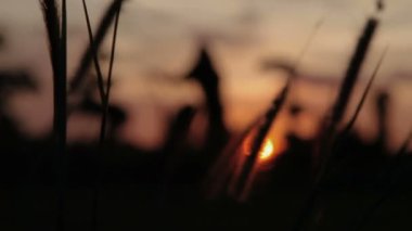 Phuket Adası muhteşem gün batımı cennet. Alt görünümü ile çim. Tayland.