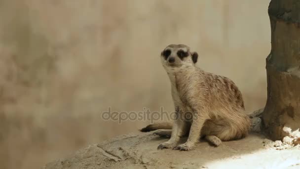 Meerkat ou suricate, Suricata suricatta s'assoit sur une pierre dans un enclos et renifle. Bangkok, Thaïlande .