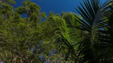 Herdem yeşil tropikal bitki ve palmiye ağaçları ile doğal arka plan. Alt ağaçlar yeşillik bir bakış. Phuket, Tayland.