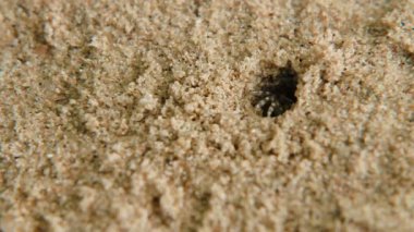 Minik Yengeç delikten tarar. Phuket Island, Tayland tarihinde kum plaj.