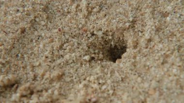 Minik Yengeç delikten tarar. Phuket Island, Tayland tarihinde kum plaj.