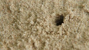 Minik Yengeç delikten tarar. Phuket Island, Tayland tarihinde kum plaj.