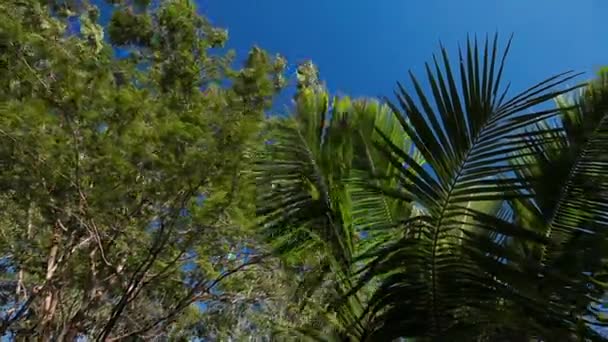 Естественный фон с вечнозелеными тропическими растениями и пальмами. Вид снизу на листву деревьев. Пхукет, Таиланд . — стоковое видео