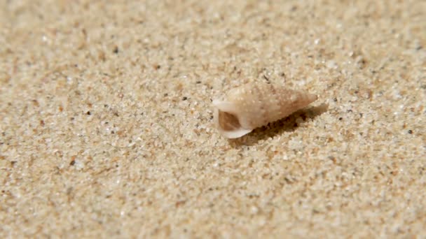 Winzige Krabben kriechen aus der Schale. Sandstrand auf der Insel Phuket, Thailand. — Stockvideo