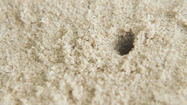 Un pequeño cangrejo se arrastra fuera del agujero. Playa de arena en la isla de Phuket, Tailandia . — Vídeo de stock