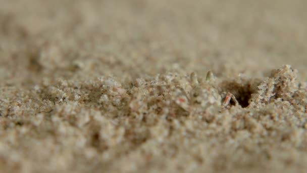 Piccoli granchi strisciano fuori dal buco. Spiaggia di sabbia sull'isola di Phuket, Thailandia . — Video Stock