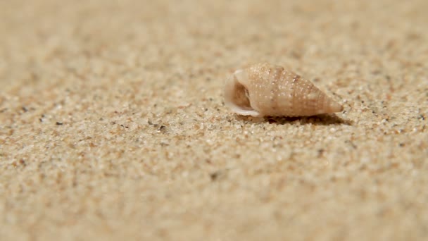 Un minuscule crabe sort de la coquille. Plage de sable sur l'île de Phuket, Thaïlande . — Video