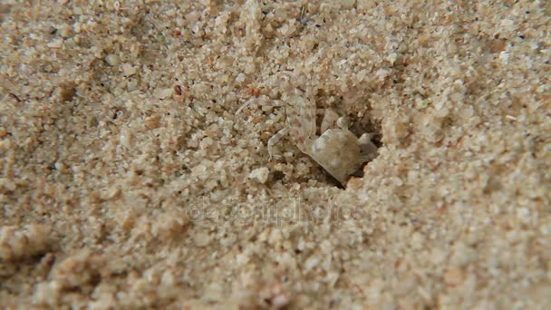 Un pequeño cangrejo se arrastra fuera del agujero. Playa de arena en la isla de Phuket, Tailandia . — Vídeos de Stock