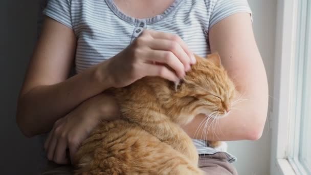 Mujer acariciando lindo jengibre gato acostado en sus brazos. Los ronroneos de mascotas muy esponjosos cierran los ojos del placer. Acogedora casa . — Vídeo de stock