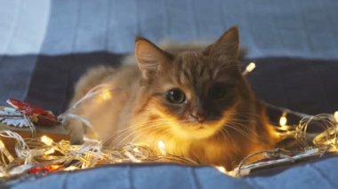 Şirin zencefil kedi ampulleri ve yeni yıl parlayan ile yatakta yalan Kraft kağıt içinde sunar. Rahat ev Noel tatil arka plan.