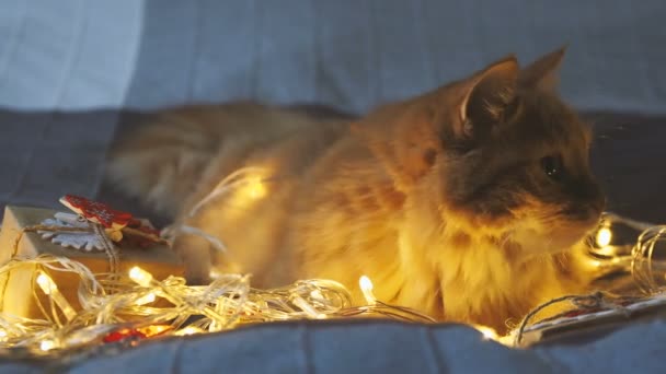 Mignon chat roux couché au lit avec des ampoules brillantes et des cadeaux de Nouvel An en papier artisanal. Maison confortable Noël fond de vacances . — Video