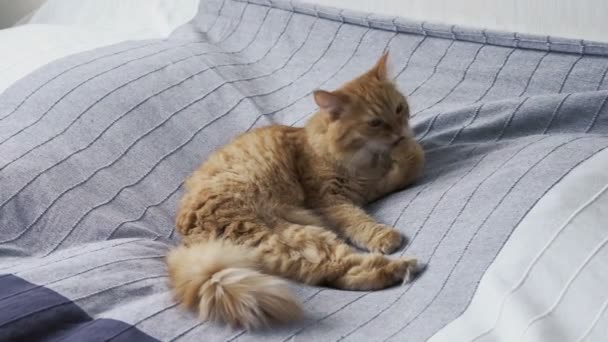 Милий імбирний кіт лежить у ліжку на сірій ковдрі. Пухнаста тварина лиже лапи і лягає спати. Затишний домашній фон . — стокове відео