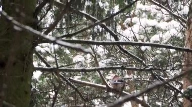 Bayağı alakarga Garrulus glandarius köknar ağacı dalı üzerinde oturuyor. Renkli kuş kış orman.