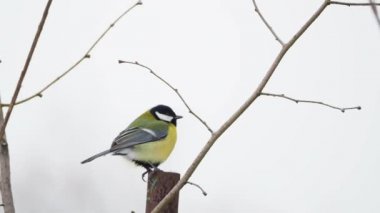 Bülbül Parus donmuş ağaç dalları üzerinde atlama. Renkli kuş kış orman.
