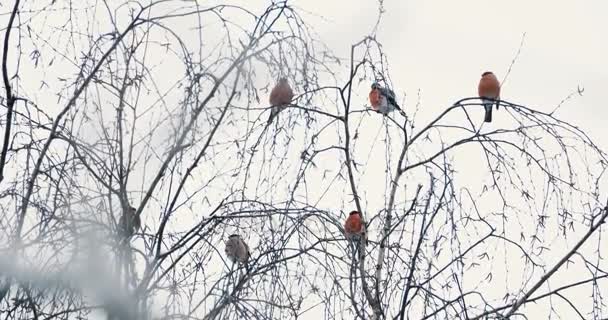 Rebanho de bullfinches sentado nos ramos sob a neve. Pássaros brilhantes na floresta de inverno . — Vídeo de Stock