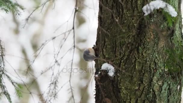 유라시아 nuthatch 또는 나무 nuthatch Sitta 꽃 나무 껍질에 식품을 숨깁니다. 겨울 숲에서 다채로운 조류. — 비디오