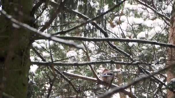 Nötskrika Garrulus glandarius sitter på fir trädgren. Färgglada fågel i vinter skog. — Stockvideo