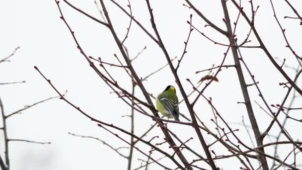 Chickadee Parus skákání na zmrzlé větve stromů. Barevný pták v zimě lese. — Stock video