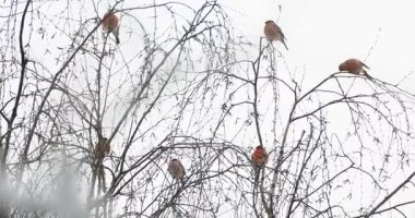 Kar altında dalları üzerinde oturan bullfinches sürüsü. Kış orman parlak kuşlar.