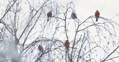 Kar altında dalları üzerinde oturan bullfinches sürüsü. Kış orman parlak kuşlar.