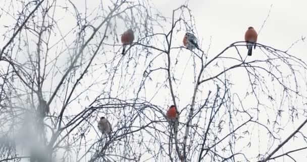 Bullfinches 눈 아래 나뭇가지에 앉아의 무리. 겨울 숲에서 밝은 새. — 비디오