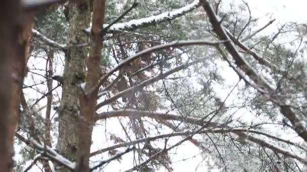 Євразійська Джей Garrulus glandarius пропуск на fir Гілка дерева. Барвисті птах в зимовому лісі. — стокове відео