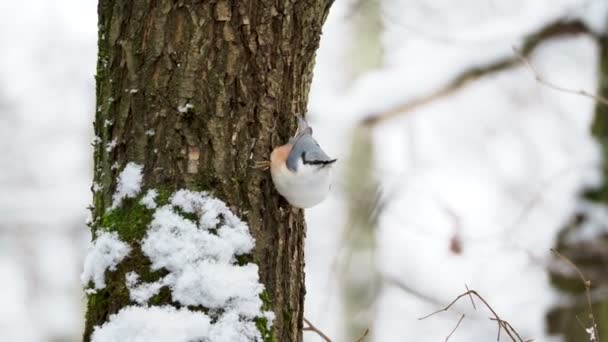 Nuthatch euroasiático o nuthatch de madera Sitta europaea esconde comida en la corteza de los árboles. Colorido pájaro en bosque de invierno . — Vídeo de stock