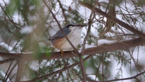 Sitta europaea, Sitta europaea, une Sittelle d'Eurasie, assise sur des branches d'arbres gelées. Gros plan des images d'oiseaux colorés dans la forêt d'hiver . — Video