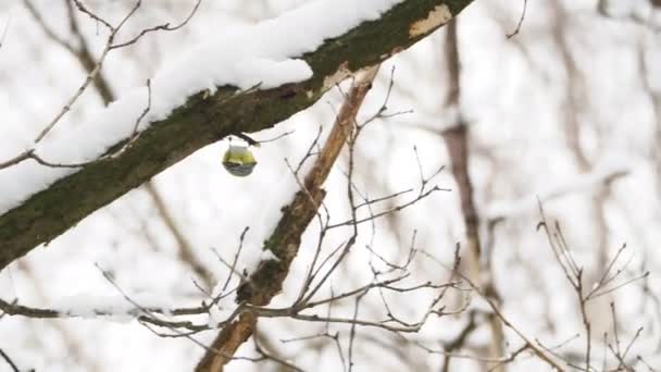 Chickadee «Парус» пропуск на заморожених гілочками. Барвисті птах в зимовому лісі. — стокове відео
